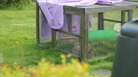 Hungry Rabbit Munches Grass Medium Shot 動画素材 38155221