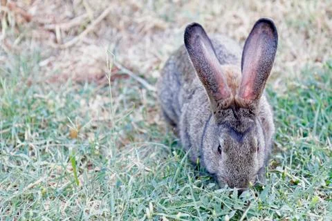 Hungry Rabbit Stock Photos