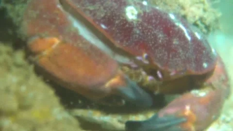 A Hungry Red Crab is Feeding Close Up Underwater Stock Footage 148068535