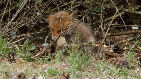 Hungry Red fox cub chewing on a skeleton, wildlife - vulpes vulpes - stock video Stock Footage 113142480