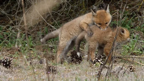 Hungry Red fox cub chewing on a skeleton, wildlife - vulpes vulpes - Stock Footage 113144474