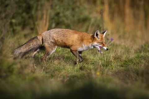 Hungry red fox walking on meadow in autumn nature. Stock Photos