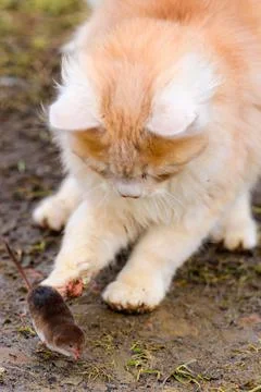 A hungry red predator is playing with a mole, a cat has caught a mole. 스톡 사진