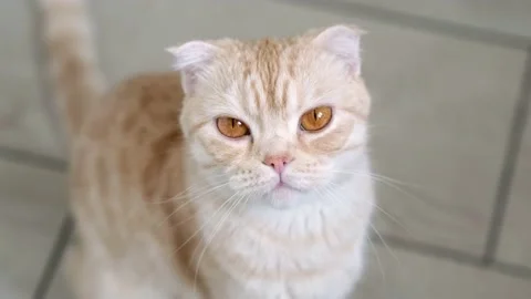 Hungry red Scottish fold cat looking up and waiting for food siting on the floor Stock Footage 200888470