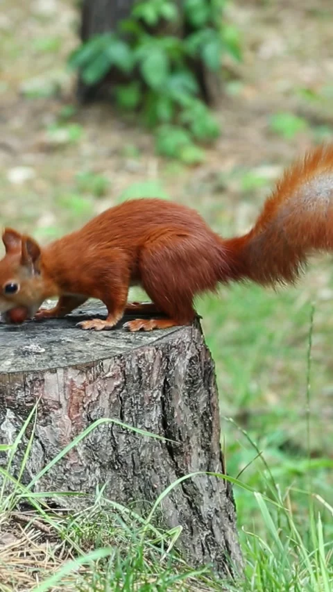 A hungry red squirrel jumps on a tree stump and grabs a hazelnut. Stock Footage 313314247