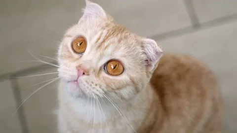 Hungry red tabby Scottish fold cat looking up and waiting for food in kitchen Stock Footage 218728639