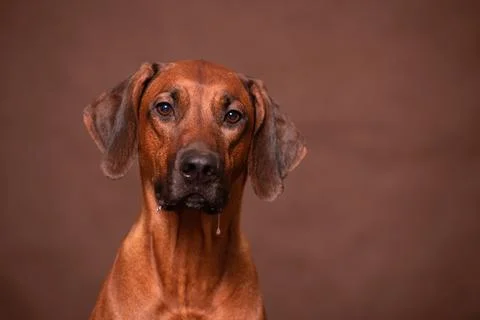 Hungry Rhodesian Ridgeback looking at camera, drooling Stock Photos