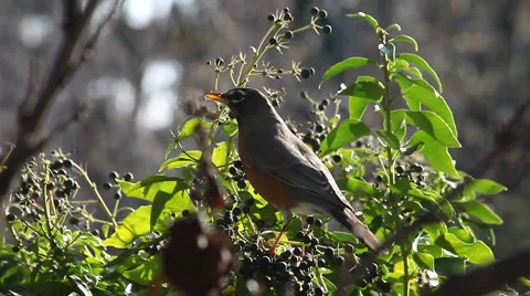 Hungry robin feasting on berries Stock Footage 3427432