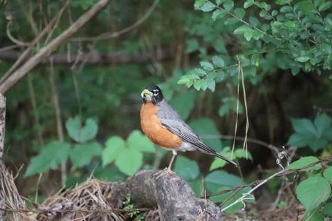 Hungry Robin Stock Photos