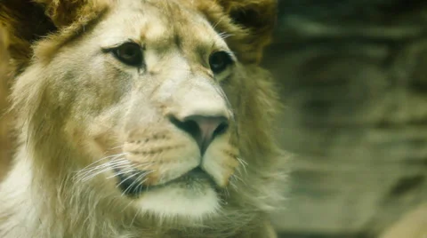 Hungry sad lioness looking into camera Stock-Footage 32302636