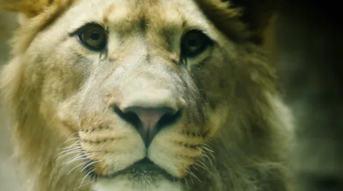 Hungry sad lioness looking into camera Stock-Footage 32302638
