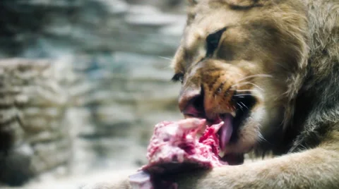 Hungry sad lioness looking into camera Video stock 32324827