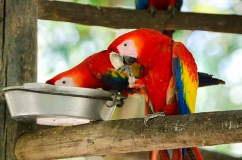 Hungry scarlet macaw eating food from dish. Stock Photos