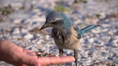 Hungry Scrub Jay! Stock Footage 154720835