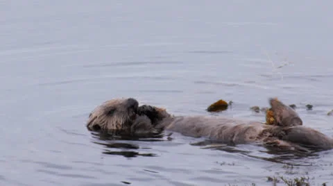 Hungry sea otter Stock Footage 27194885