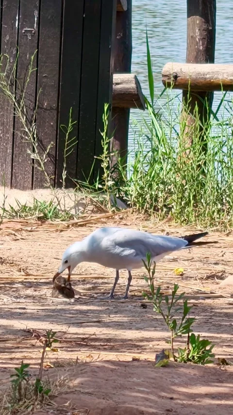 Hungry seagull eating a small rodent prey Stock-Footage 341003849