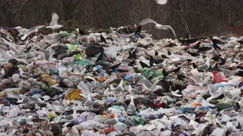 Hungry seagulls and crows eating scraps in landfill. Stock Footage 173088381