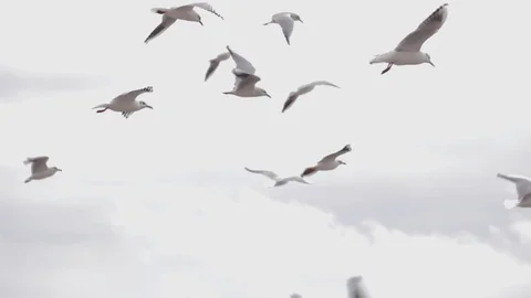 Hungry seagulls on an empty beach Stock Footage 128988066