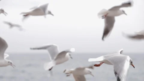 Hungry seagulls on an empty city beach. Stock Footage 128988078