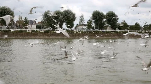Hungry seagulls Stock Footage 41570478