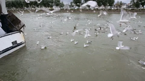 Hungry seagulls Stock Footage 41570901