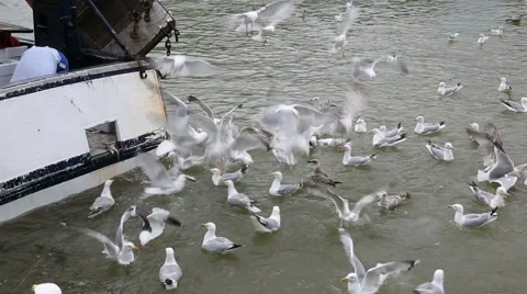 Hungry seagulls Stock Footage 41571215