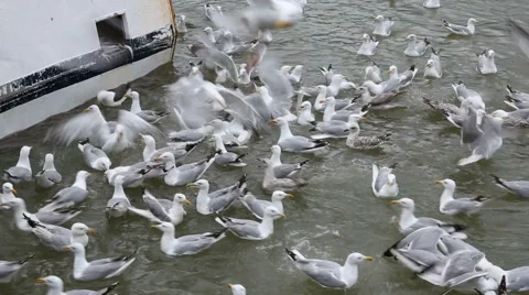 Hungry seagulls Stock Footage 41571297