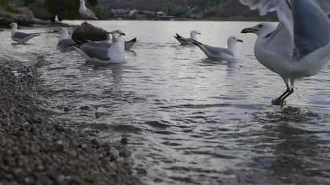 Hungry Seagulls Stock Footage 133537347