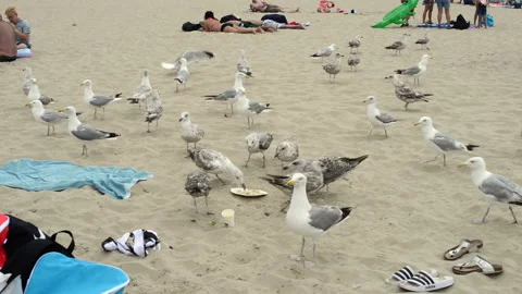 Hungry seagulls Stock Footage 202341488