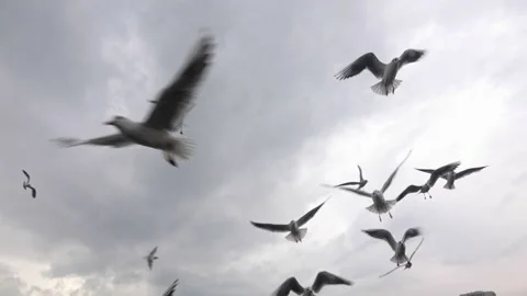 Hungry Seagulls in Gray Cloudy Sky Stock Footage 206355255
