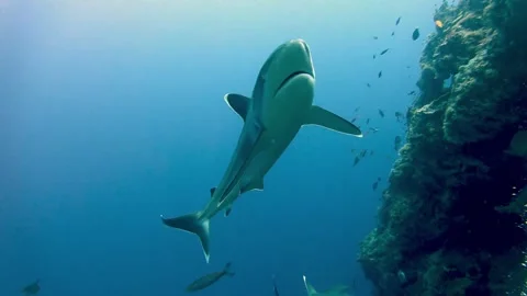 Hungry sharks come close enough to divers for a belly rub 스톡 동영상 272565512