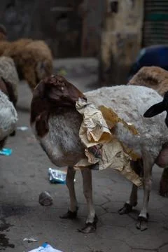 A hungry sheep eating newspaper in Cairo Stock Photos