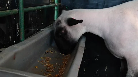 A hungry sheep Stock Footage 317926903