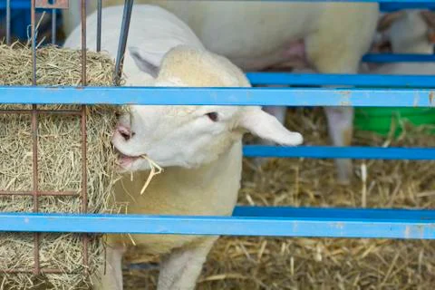 Hungry Sheep Stock Photos