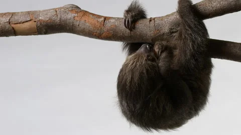 Hungry sloth eating while hanging upside down on branch - isolated on Stock Footage 239059048