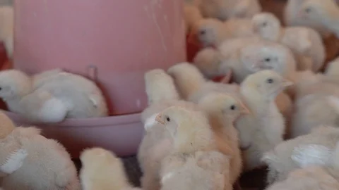 Hungry small broilers are feeding in a crowded chicken farm. Close-up, 4K. Stock-Footage 108112820