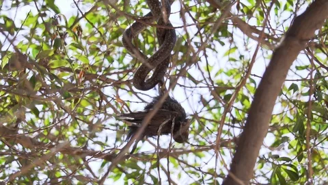 A Hungry Snake Killed A Bird On A Tree For Food On A Sunny Day - Low Angle Vidéo 128996133
