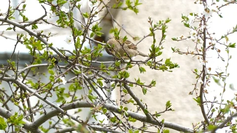 Hungry sparrow eats flowers from a blossoming spring tree destroying fruit Vidéo 107267629