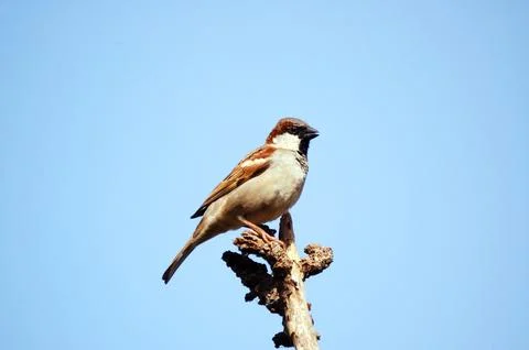 Hungry Sparrow on the tree Stock Photos