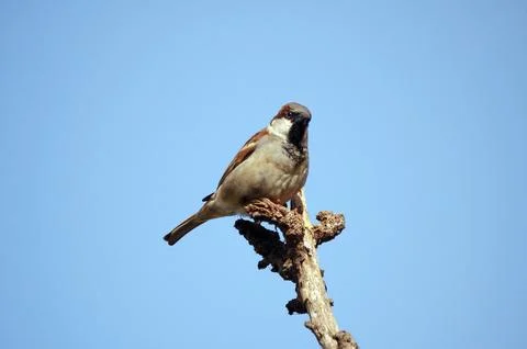 Hungry Sparrow on the tree Stock Photos