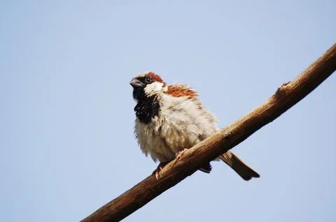 Hungry Sparrow on the tree Stock Photos