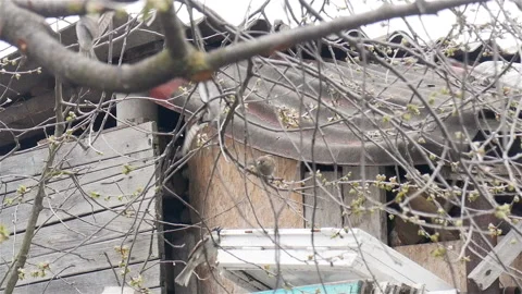 Hungry sparrows are sitting on the branches of trees. Winter season Stock Footage 119909681