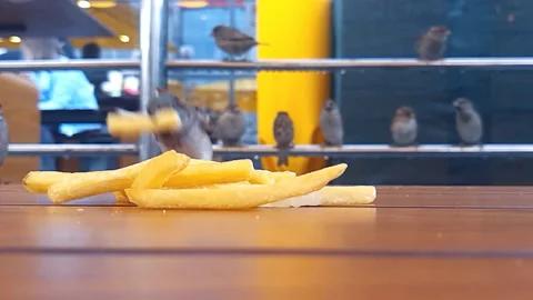 Hungry sparrows grab fries from the table at Mcdonalds cafe. slow motion Stock Footage 141186914