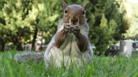 Hungry Squirrel Eating Close Up Vídeo Stock 68668507