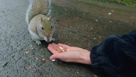 Hungry squirrel eating from human hand in city park. Feeding wildlife while Vidéo 331207474