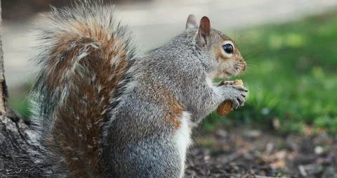 A hungry squirrel eats a peanut in the springtime Stock Footage 128093352