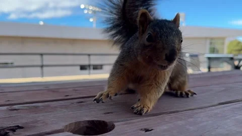 Hungry squirrel enjoying a meal Stock Footage 340171280