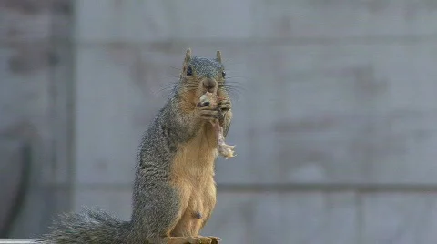 Hungry Squirrel Stock Footage 211443