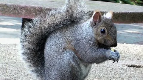 Hungry Squirrel Stock Footage 12617339
