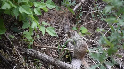 Hungry Squirrel Stock Footage 62495627